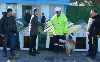 Üstay Transforms Wooden Waste into Homes for Stray Dogs!
